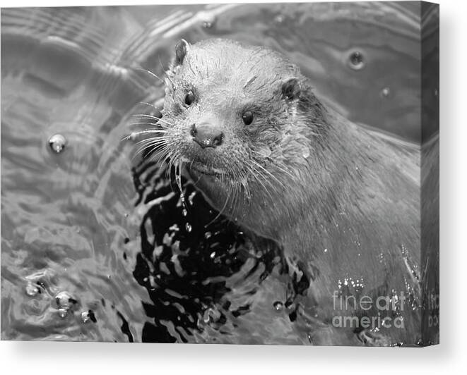 Ambleside Canvas Print featuring the photograph European Otter by Science Photo Library