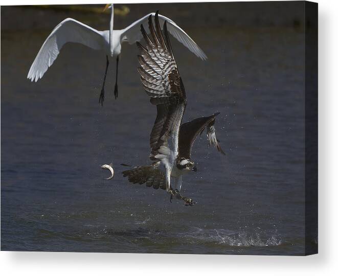 Osprey Canvas Print featuring the photograph Expelled Osprey by Johnny Chen