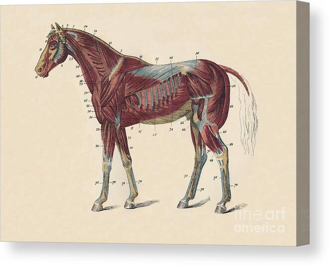 Horse Canvas Print featuring the drawing External Muscles And Tendons by Print Collector