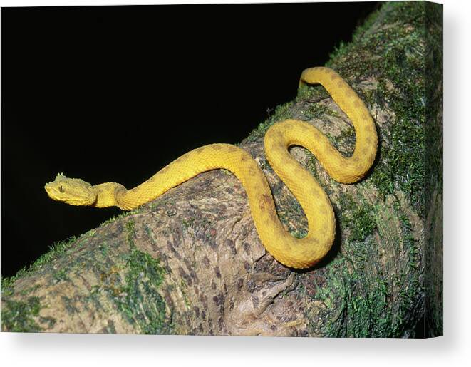 Animal Canvas Print featuring the photograph Eyelash Viper    Bothrops Schlegelii by Nhpa