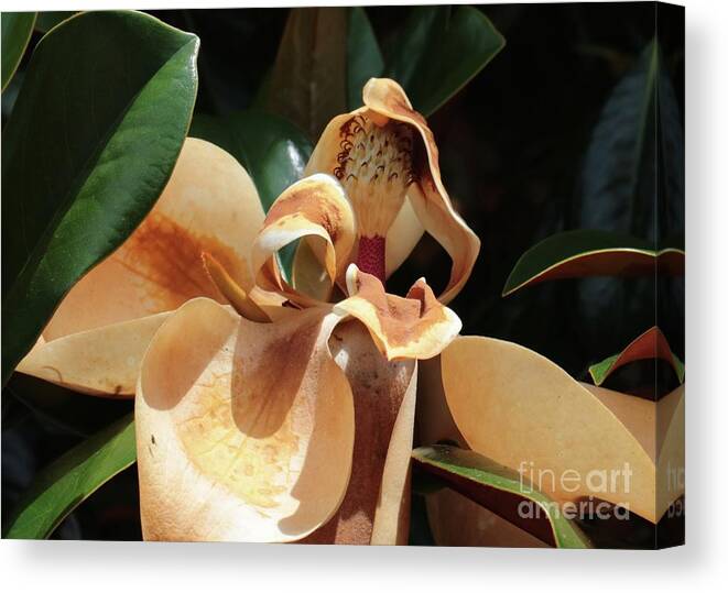 Magnolia Canvas Print featuring the photograph Fading Magnolia Beauty by Carol Groenen