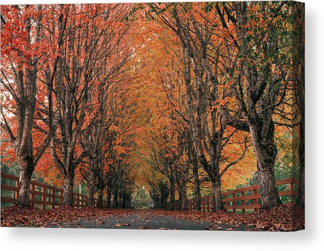 Mist Canvas Print featuring the photograph Fall by Seattle Louisyang