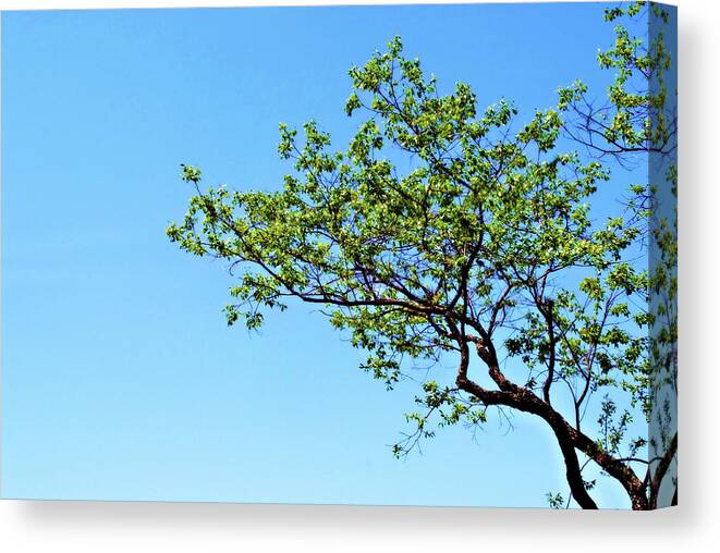 Tree Canvas Print featuring the photograph Far Reaching by Michelle Wermuth