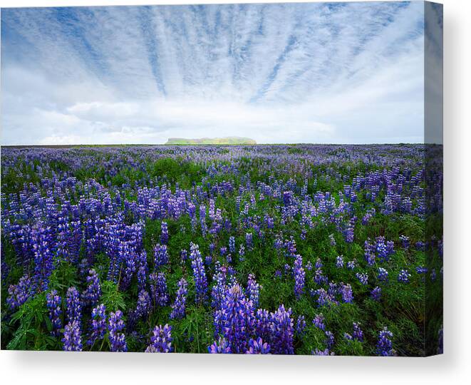 Lupine Canvas Print featuring the photograph Field Of Lupines by John Fan