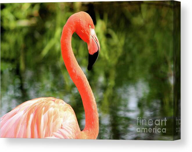 Animals Canvas Print featuring the photograph Flamingo by Elaine Manley