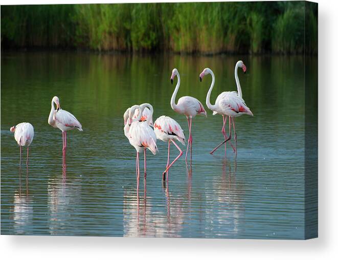 Scenics Canvas Print featuring the photograph Flamingos by Mmac72