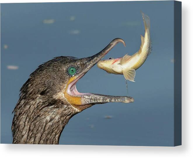 Cormorant Canvas Print featuring the photograph Flipping Fish. by Paul Martin