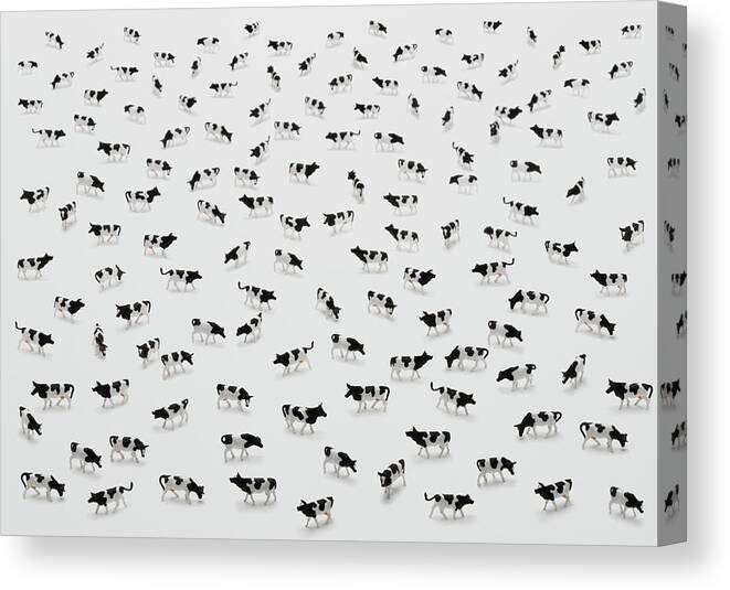 White Background Canvas Print featuring the photograph Flock Of Plastic Cows by H&c Studio