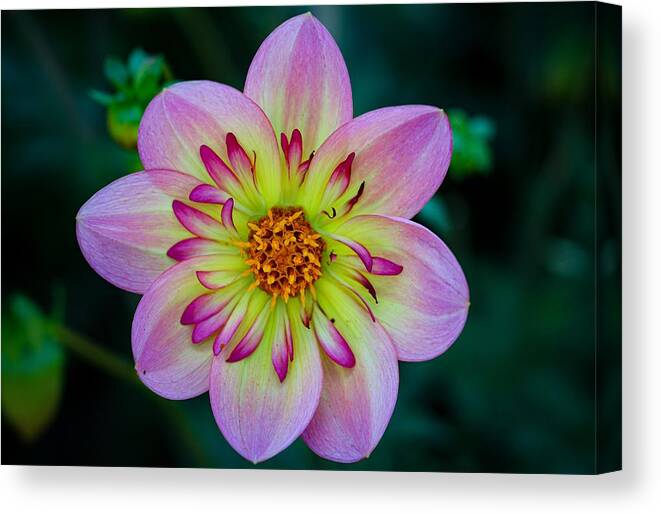 Flower Canvas Print featuring the photograph Flower 3 by Anamar Pictures