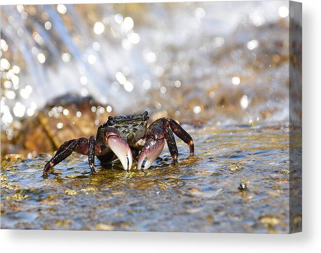 Crab Canvas Print featuring the photograph Foam by Fraida Gutovich