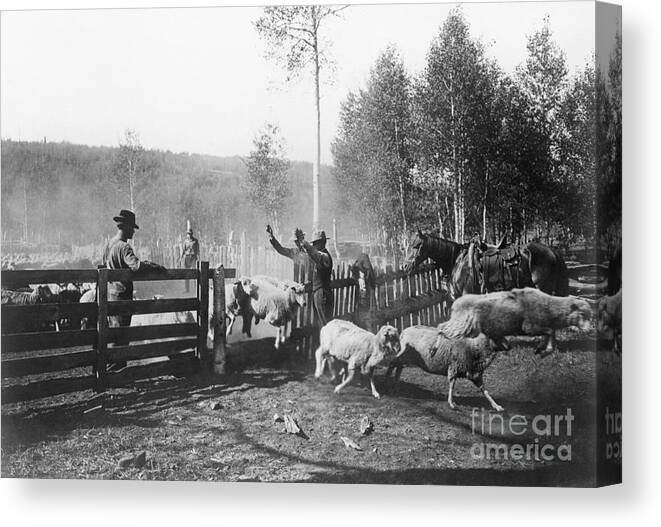 Horse Canvas Print featuring the photograph Forest Rangers At Work Counting Sheep by Bettmann