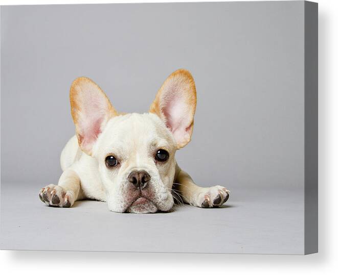 Pets Canvas Print featuring the photograph French Bulldog by Square Dog Photography