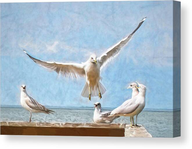 Sea Gull Canvas Print featuring the photograph Gang's All Here by Pete Rems