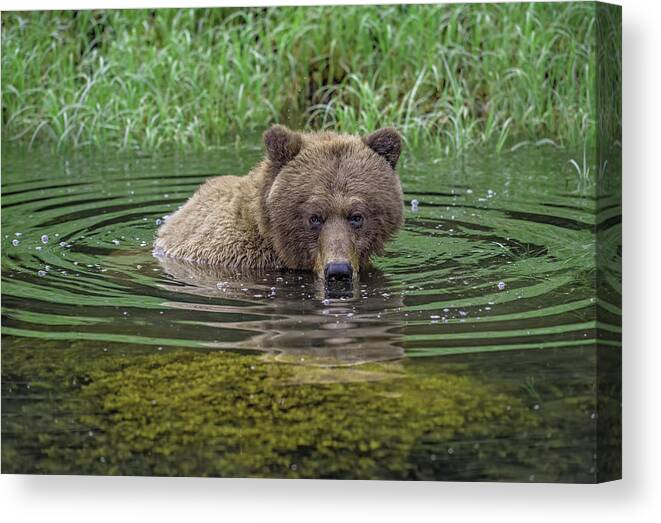 Grizzly Canvas Print featuring the photograph Getting Rid Of Bugs by Patrick Arrigo