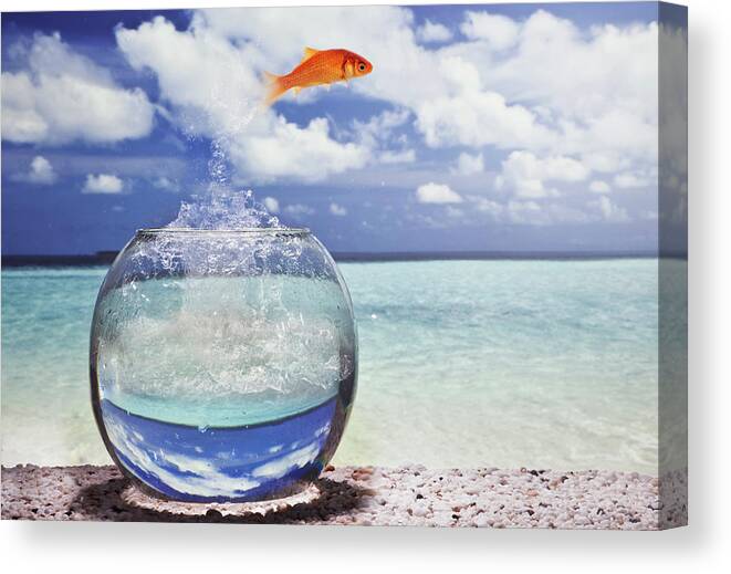 Diving Into Water Canvas Print featuring the photograph Goldfish Diving Into Ocean by Buena Vista Images