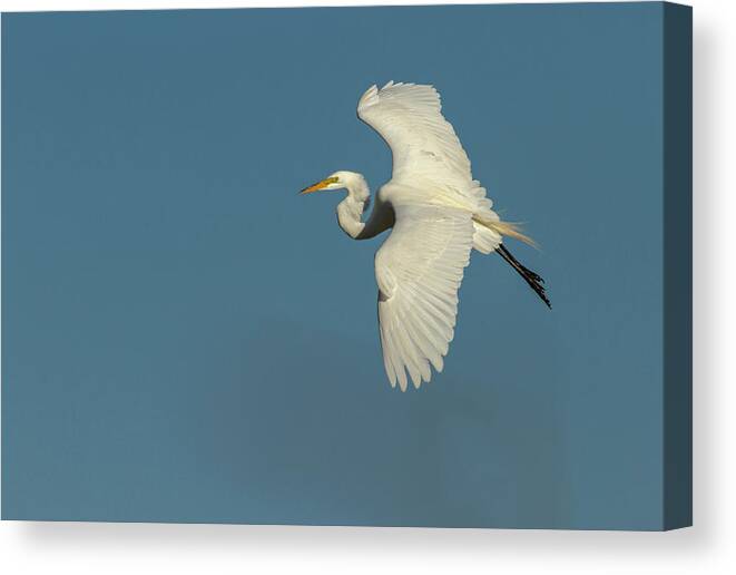 Great Egret Canvas Print featuring the photograph Great Egret 2014-9 by Thomas Young