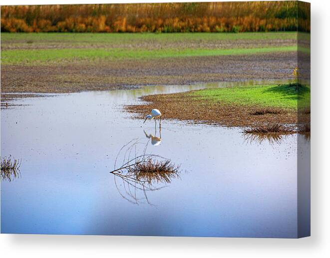 Egret Canvas Print featuring the photograph Great Egret Reflection Pond by Anthony Jones