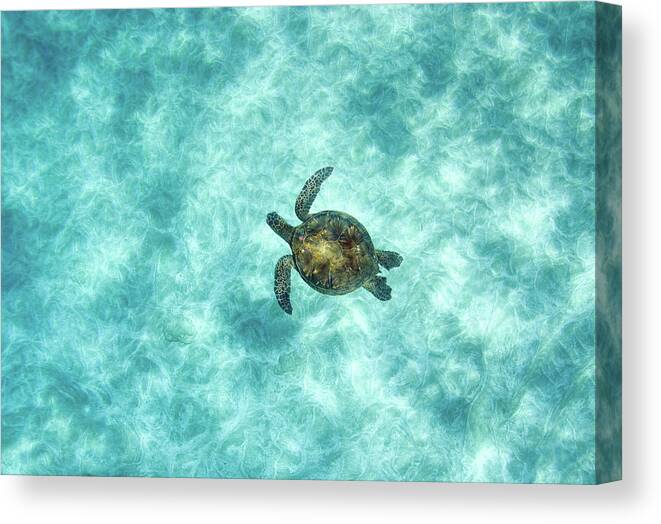 Underwater Canvas Print featuring the photograph Green Sea Turtle In Under Water by M.m. Sweet