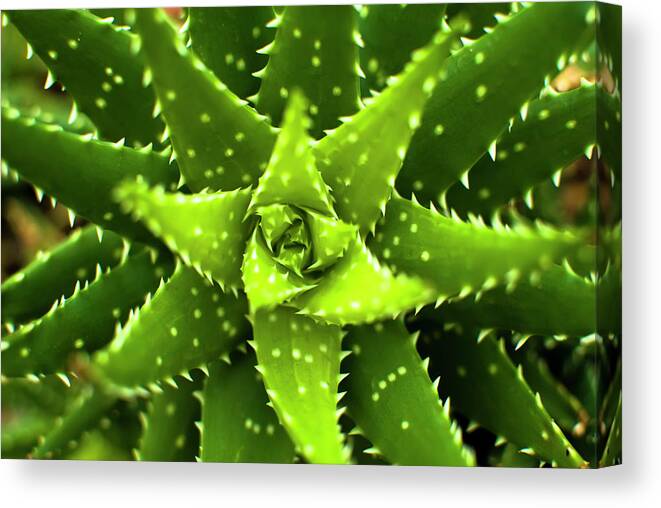 Outdoors Canvas Print featuring the photograph Green Succulent Close-up by Lmk Photography