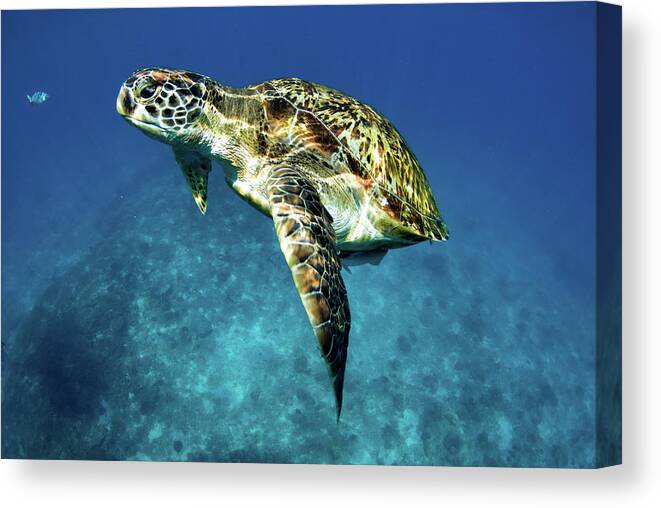 Underwater Canvas Print featuring the photograph Green Turtle by Kampee Patisena
