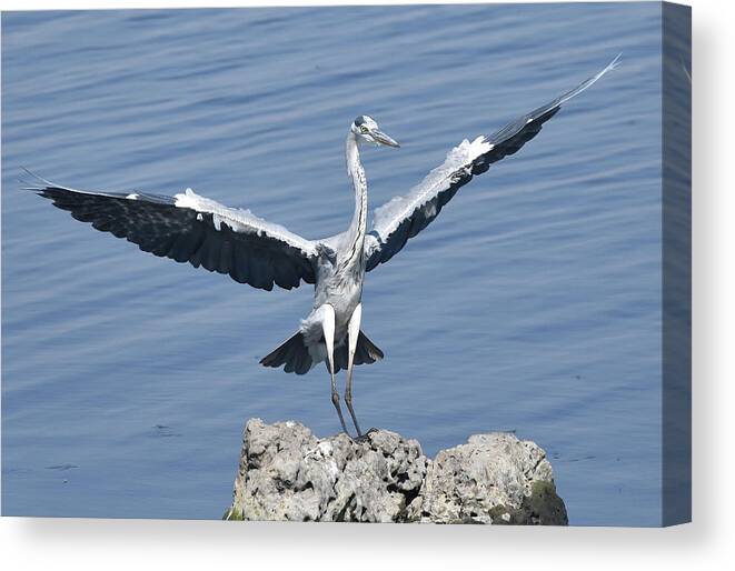 Heron Canvas Print featuring the photograph Grey Heron Landing by Ben Foster