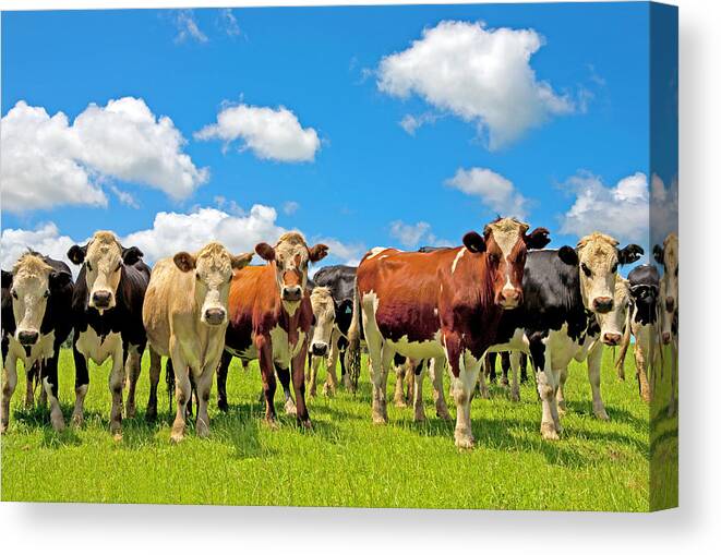 Grass Canvas Print featuring the photograph Group Of Cows In A Field by Scott E Barbour