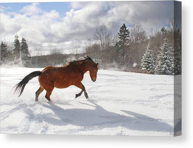 Horse Canvas Print featuring the photograph Horse Galloping In Deep Snow With Sun by Anne Louise Macdonald Of Hug A Horse Farm
