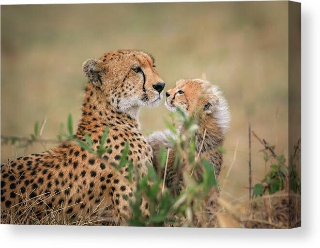 Cheetah Canvas Print featuring the photograph Instincts by Jeffrey C. Sink
