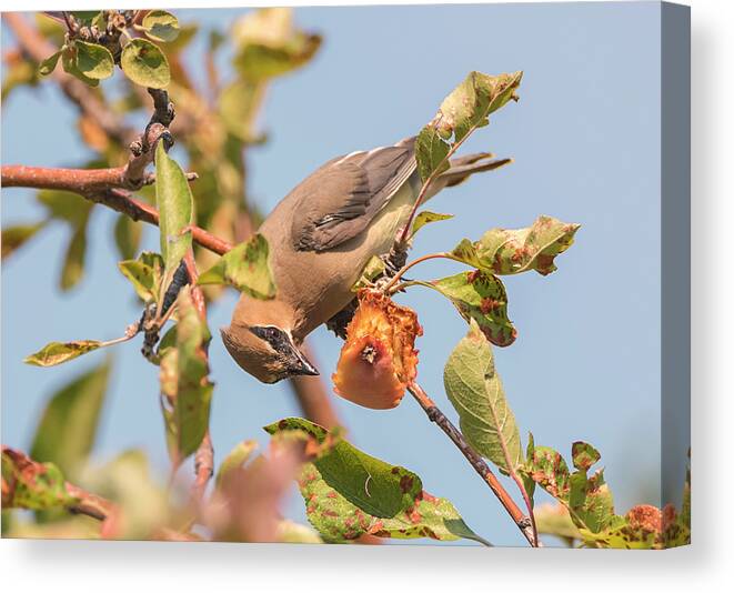 Loree Johnson Photography Canvas Print featuring the photograph Inverted Cedar Waxwing by Loree Johnson