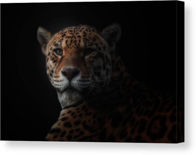 Animal Canvas Print featuring the photograph Jaguar by Kamera