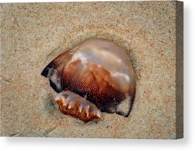  Yard Animals Canvas Print featuring the photograph Jellyfish On The Beach by Tom Singleton