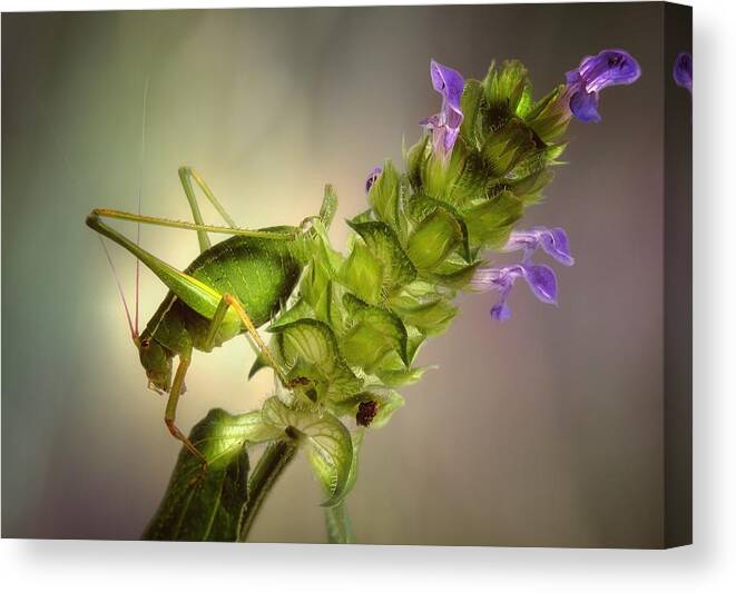 Spain Canvas Print featuring the photograph Katydid by Jimmy Hoffman