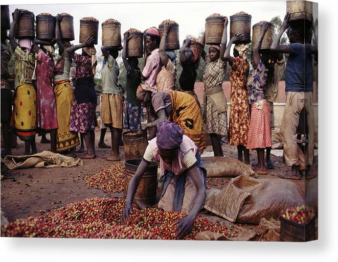 Kenya Canvas Print featuring the photograph Kenya,coffee Pickers Sorting Through by Christopher Pillitz