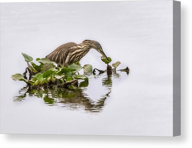 #pond #birds#nature#hunting#heron Canvas Print featuring the photograph Killer Instinct by Anita Singh