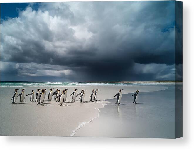 Animals Canvas Print featuring the photograph King Penguins At Volunteer Point East by Cedric Delves