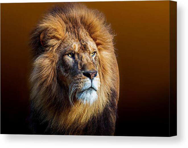 Animal Canvas Print featuring the photograph Kingly Style by Frank Ma