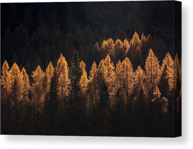 Trees Canvas Print featuring the photograph Light For A Few by Michel Manzoni