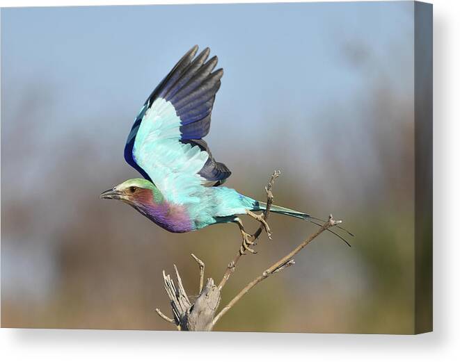 Roller Canvas Print featuring the photograph Lilac-Breasted Roller on Takeoff by Ben Foster
