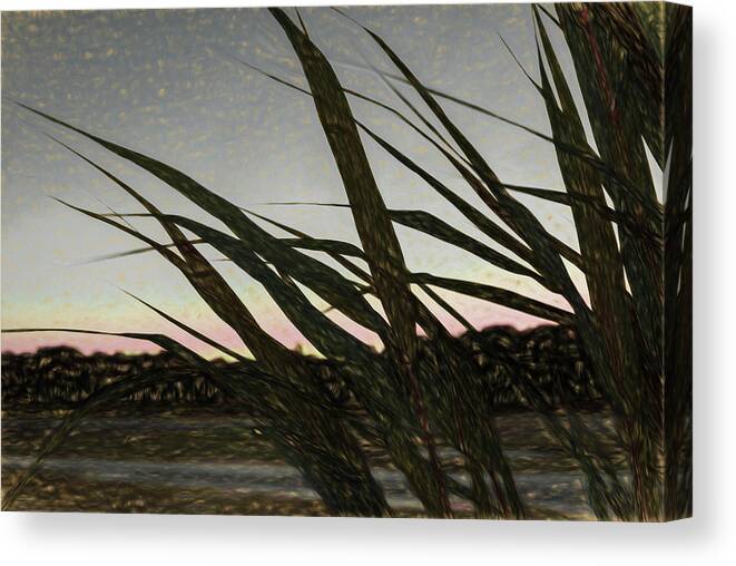 Liquid Pencil Drawing Giant Reeds After Sunset Canvas Print featuring the photograph Liquid Pencil Drawing Giant Reeds After Sunset by Anthony Paladino