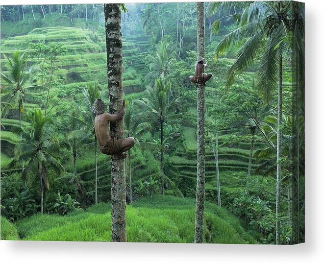 Expertise Canvas Print featuring the photograph Local Men Climbing Coconut Trees by Martin Puddy