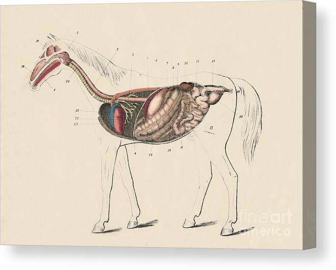 Horse Canvas Print featuring the drawing Longitudinal Section Of The Horse by Print Collector