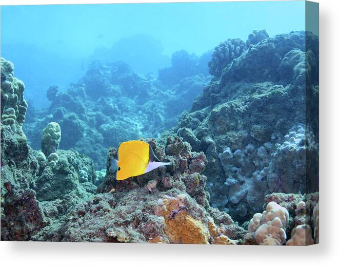 Butterfly Canvas Print featuring the photograph Longnose Butterfly fish by Anthony Jones