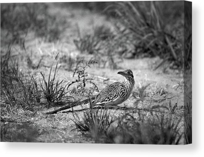 Richard E. Porter Canvas Print featuring the photograph Looking Around - Roadrunner, Briscoe County, Texas by Richard Porter