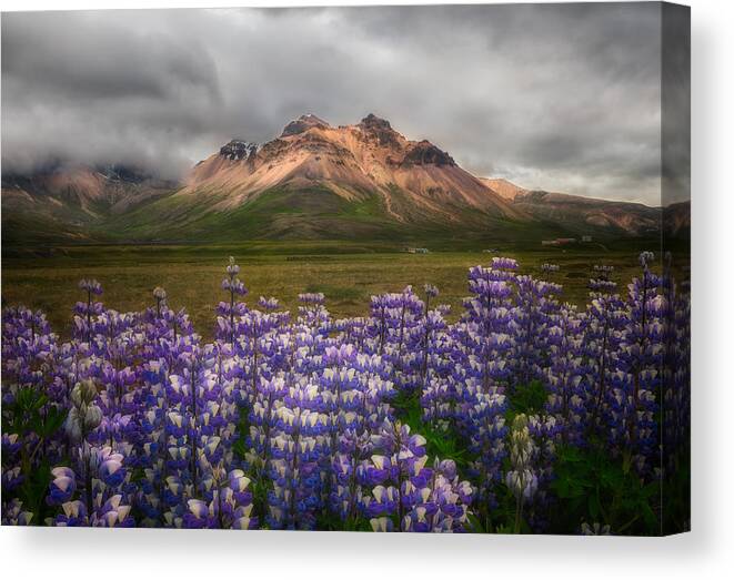 Mountains Canvas Print featuring the photograph Lupines In Iceland by Yy Db