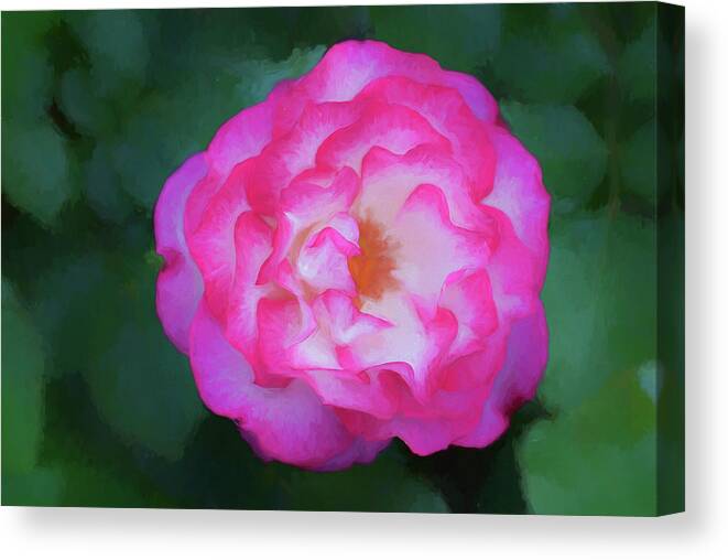 Magenta Rose Canvas Print featuring the photograph Magenta Rose by Anthony Paladino