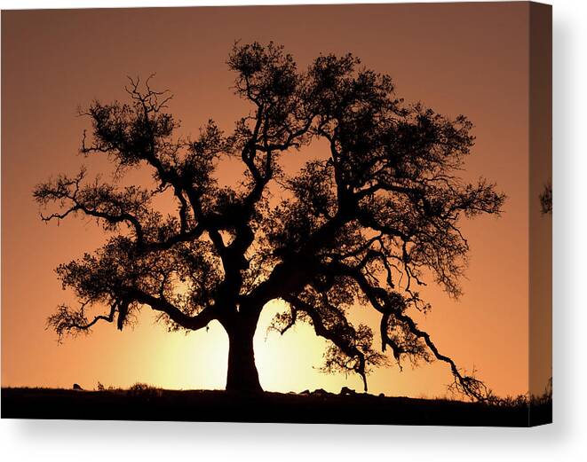 Oak Tree Canvas Print featuring the photograph Majestic Oak by Shelby Erickson