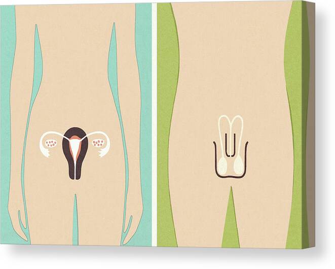 Adult Canvas Print featuring the drawing Male and Female Sex Organs by CSA Images
