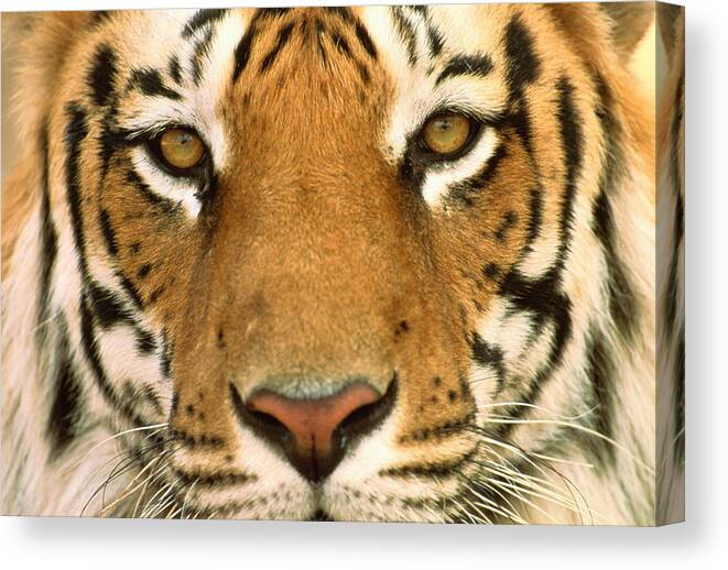 Focus Canvas Print featuring the photograph Male Bengal Tigers Face Panthera Tigris by Manoj Shah