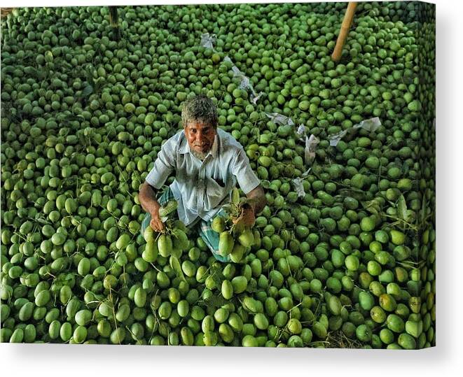 Portrait Canvas Print featuring the photograph Mango Sorting by Mostafijur Rahman Nasim