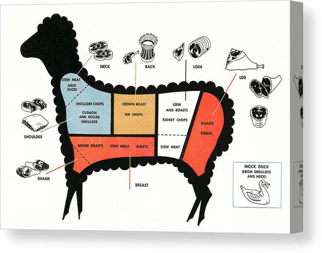 Animal Canvas Print featuring the drawing Meat Diagram: Sheep by CSA Images